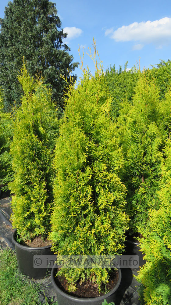 Thuja occidentalis Jantar 2m 03.JPG